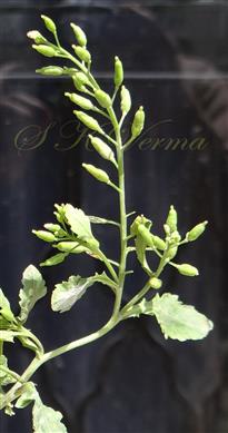  Inflorescences bearing fruits